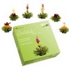 Theebloemen Van Bruggen Thee | Theebloem Box A 6St Groene Thee Groen 6 Theebloemen